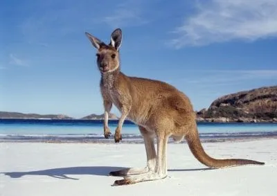 Australia Реферат На Английском