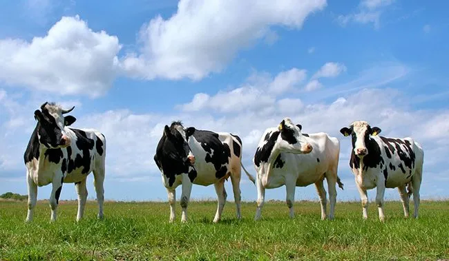 Cows.jpg
